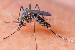 കൊല്ലം വാർത്ത  kollam news  Dengue Fever  Health with extreme caution  ഡെങ്കിപ്പനി