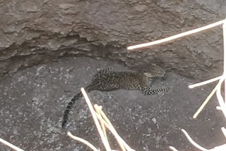 the leopard fell into a dry well chitalwadi area akola district