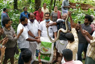 python  gramapanchayath  local body  kottayam  meenachal  കോട്ടയം  മീനച്ചില്‍  പെരുംപാമ്പ്