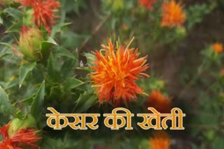 saffron cultivation in  Jahu panchayat