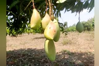 mango growers facing market problem at Kolar