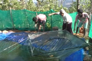 Farmer with freshwater aquaculture during lockdown  ശുദ്ധജല മത്സ്യകൃഷി  ശുദ്ധജല മത്സ്യകൃഷി ആരംഭിച്ചു  ശുദ്ധജല മത്സ്യകൃഷി വാര്‍ത്തകള്‍  freshwater aquaculture news  idukki lock down news