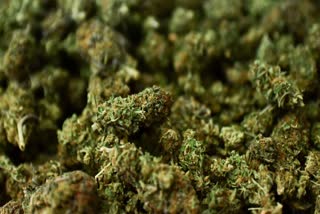 Cannabis parcels seized