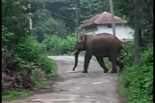 Elephant Attack on village