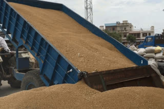 wheat and mustard procurement in bhiwani district