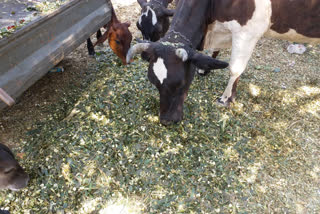 Noida: Shreeji Sadan is feeding cows