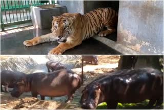 lock down latest news  zoo animals news  മൃഗശാല വാര്‍ത്തകള്‍  ലോക്ക് ഡൗണ്‍ വാര്‍ത്തകള്‍