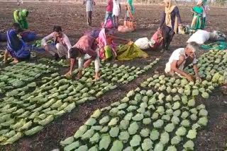 tendu leaf will be collected