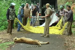 ill panther in ooty taken to hospital by forest officers