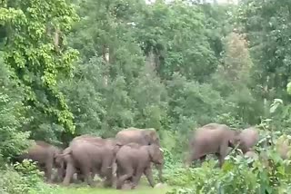 12 elephants reached Lamni