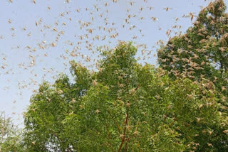 Locust terror on farmers crops, फसलों पर टिड्डियों का आतंक