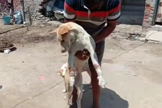 Case filed for beating  dog in Ghaziabad