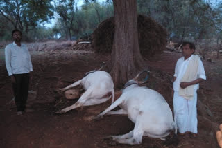 Two ox death from lightning