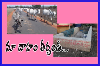 cattle suffer with water scarcity in krishna district