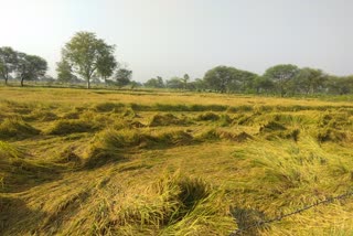 crop-wasted-due-to-hailstorm-at-rajnandgaon