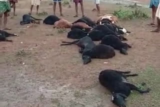 19 sheep killed by thunderbolt struck