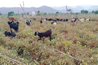 satana farmers thrown out tomato due to low rate