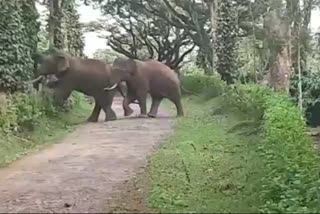 Elephant Destroy crops in chikmagaluru