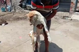 case filed for beating dog in ghaziabad