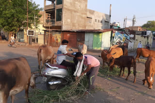 solapur young boys provides Fodder and water for stray animals