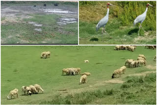 animal and birds are not getting water