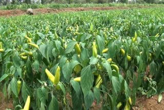 chilli pepper farmers