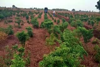 Farmer destroyed chilli crops when he not get proper price at Gadag