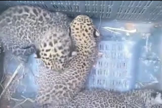 leopard cubs found in mysore