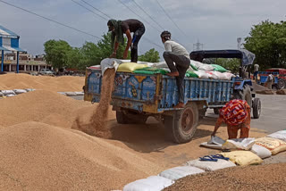 total wheat and mustard purchasing in bhiwani grain market