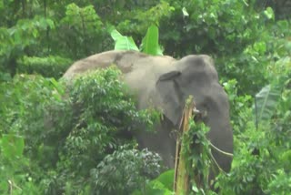 wild-elephant-story-nagaon