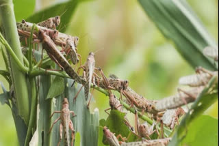 barmer  locust attack  grasshopper came from pak  arrival of locusts in barmer  രാജസ്ഥാനിൽ വെട്ടുക്കിളി ശല്യം  പാകിസ്ഥാൻ  വെട്ടുക്കിളികൾ  രാജസ്ഥാൻ  ബാർമർ ജില്ല