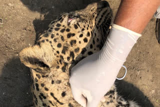 Leopard found dead in Andhra's Anantapuram