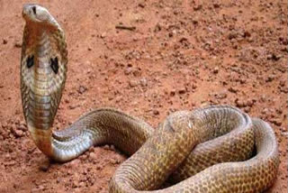 Migrant worker dies of snake bite in C'garh quarantine centre