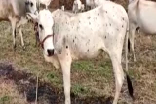 unknown disease came to divi seema cows and calfs in krishna disrict