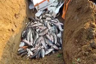 Huge fish destroyed at Karimganj