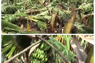 Stormy rain destroyed the banana plantation