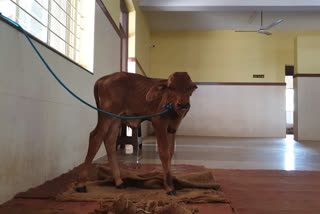 covid name to newborn calf at Bhatkala