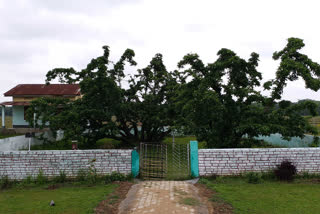 Story of Assam's Historical tree Bakhor Bengena