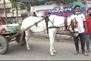 Wedding horses carrying vegetables amid curfew