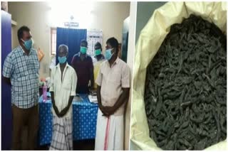 Theni police seized cannabies