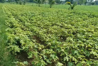 Poor sowing seed sales to farmers in mandya