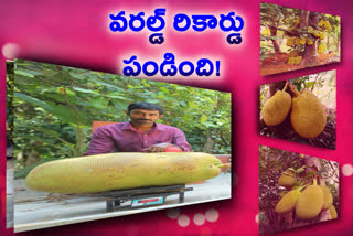 'The biggest jackfruit'   Kollam jackfruit all set to enter Guinness world records