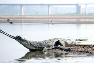 Alligator Century video