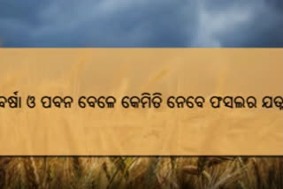 farmers getting video messages, Whatsapp messages, how to protect crops during storms, ଫସଲ ସୁରକ୍ଷା ନେଇ ଚାଷୀଙ୍କୁ ହ୍ବାଟ୍ସଆପ ମେସେଜ, ବାତ୍ୟା ବେଳେ ଫସଲ ସୁରକ୍ଷା, କୃଷି ବିଭାଗ, କୃଷି ମନ୍ତ୍ରୀ ଅରୁଣ କୁମାର ସାହୁ , ଭୁବନେଶ୍ବର ଖବର, ବାତ୍ୟା ଅମ୍ଫାନ