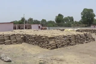 Wheat procurement subsides due to lack of gunny bags at wheat procurement center in ujjain