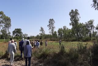 Illegal occupation on 50 acres forest land in Indora sub division of kangra