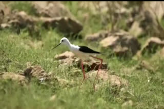 birds-have-reached-hirakud-in-lockdown