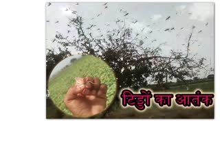 Locust attack on crops