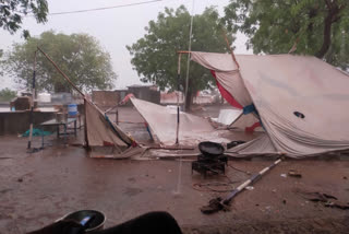 unseasonal rain  rain in amreli