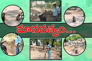 food-distribution-for-animals-at-yadadri-temple